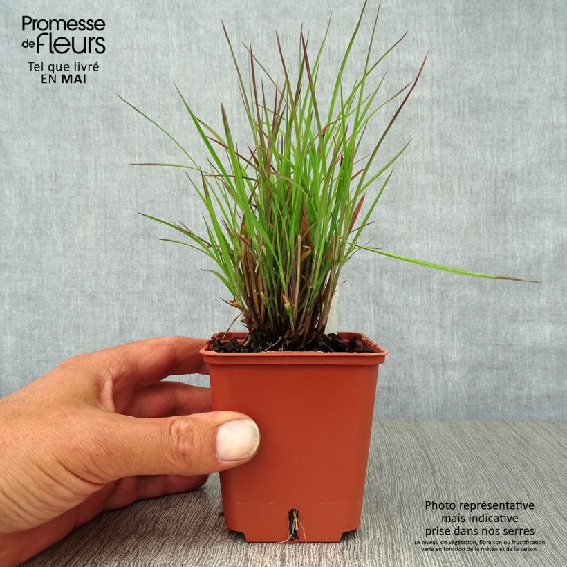 Example of Schizachyrium scoparium Standing Ovation Godet de 8/9 cm as you get in printemps