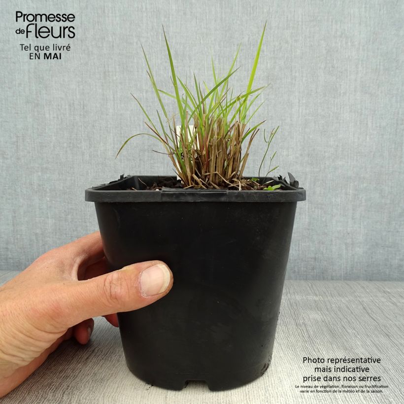 Spécimen de Schizachyrium scoparium Twilight Zone - Herbe à balais Pot de 2L/3L tel que livré au printemps