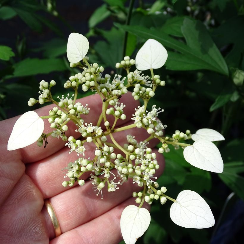 Schizophragma hydrangeoïdes (Flowering)