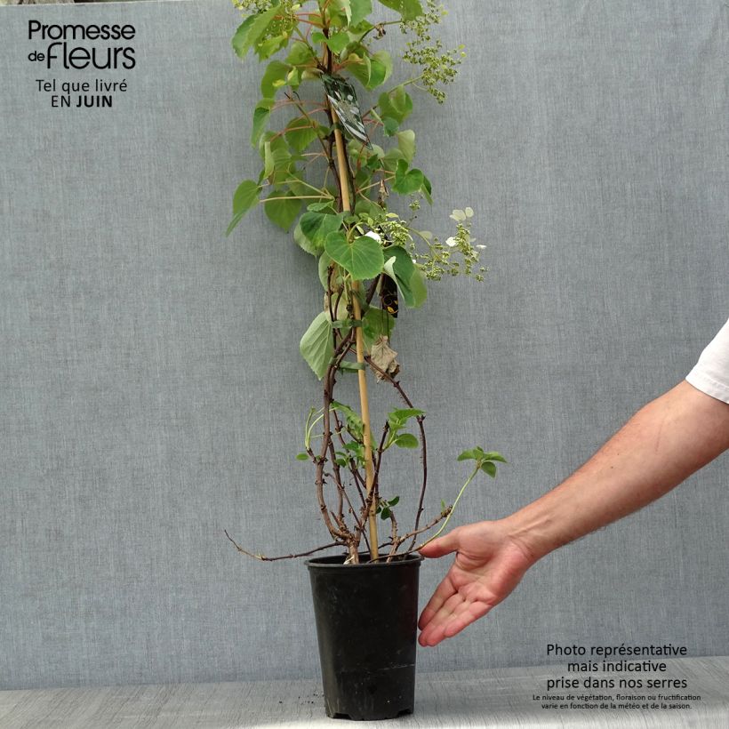 Example of Schizophragma hydrangeoïdes Pot de 2L/3L as you get in printemps