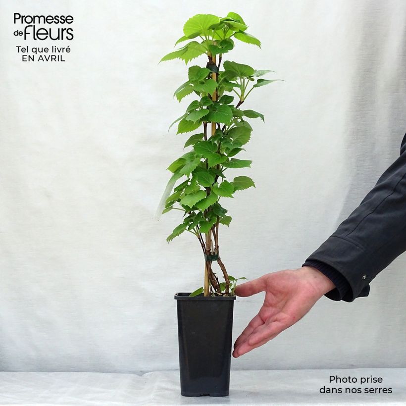Example of Schizophragma hydrangeoides Moonlight Pot de 2L/3L as you get in printemps
