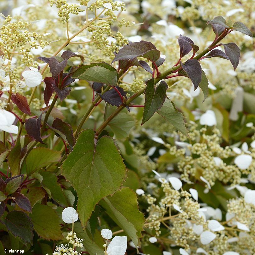 Schizophragma hydrangeoides Snow Sensation - Faux hortensia grimpant (Foliage)