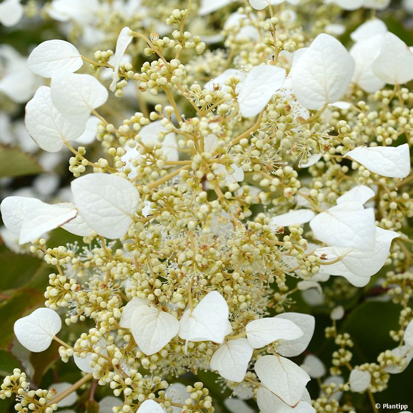 Schizophragma hydrangeoides Snow Sensation - Faux hortensia grimpant (Flowering)