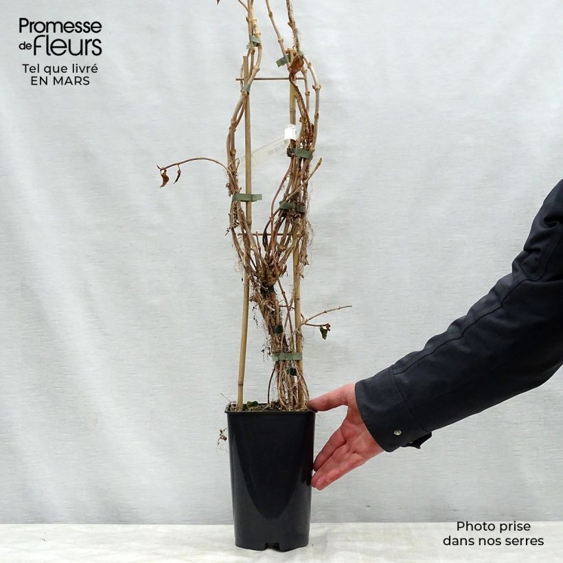 Example of Schizophragma hydrangeoides Windmills Pot de 2L/3L as you get in printemps