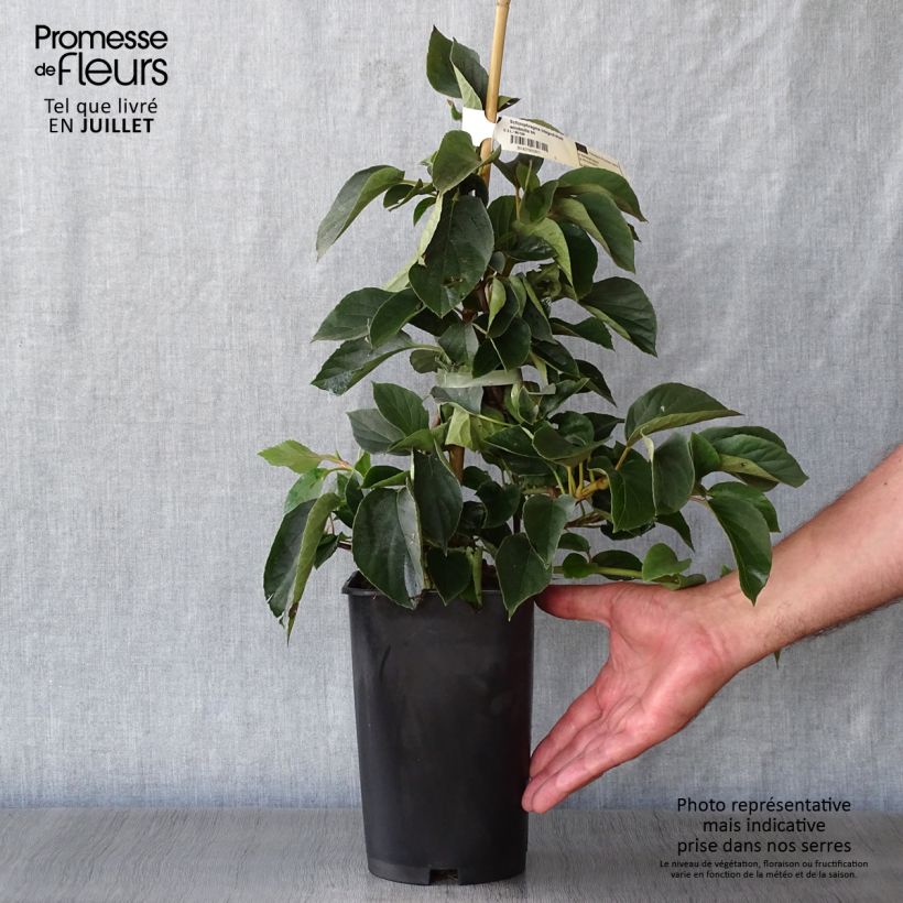 Spécimen de Schizophragma hydrangeoides Windmills Pot de 2L/3L tel que livré en été