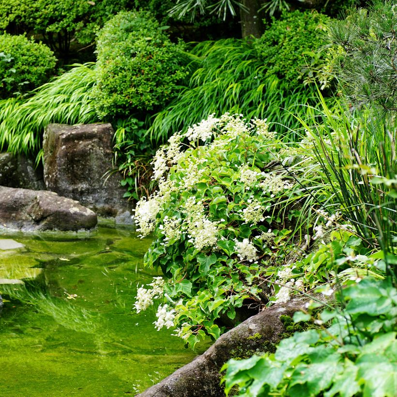Schizophragma hydrangeoïdes (Plant habit)