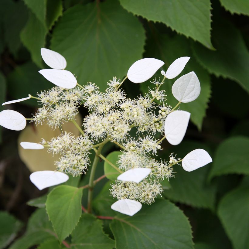 Schizophragma integrifolia - Hydrangée à feuilles entières (Flowering)