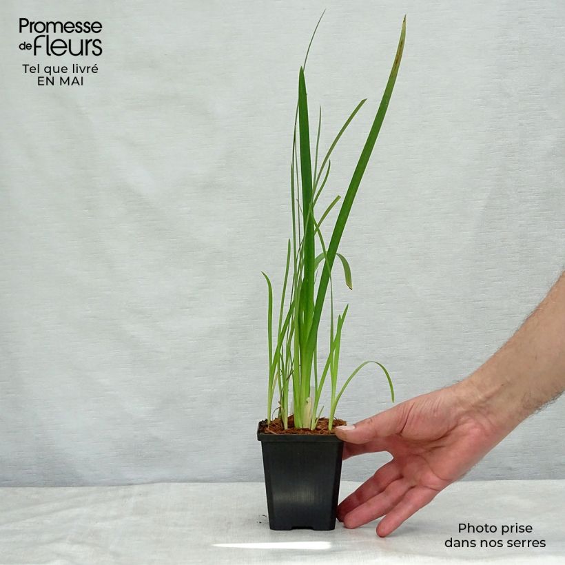 Example of Schizostylis cocc.Mrs Hegarty - Lis des Cafres Godet de 8/9 cm as you get in printemps