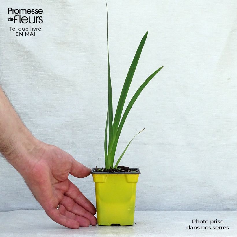 Spécimen de Schizostylis coccinea Alba, Lis des Cafres Godet de 7/8 cm tel que livré au printemps