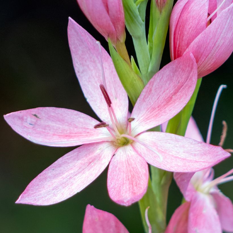 Schizostylis coccinea Rosea - Lis des Cafres (Flowering)