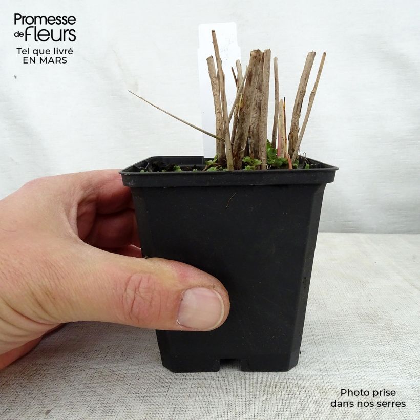 Example of Schoenoplectus tabernaemontani Zebrinus - Scirpe aigu à tiges zébrées Godet de 8/9 cm as you get in printemps