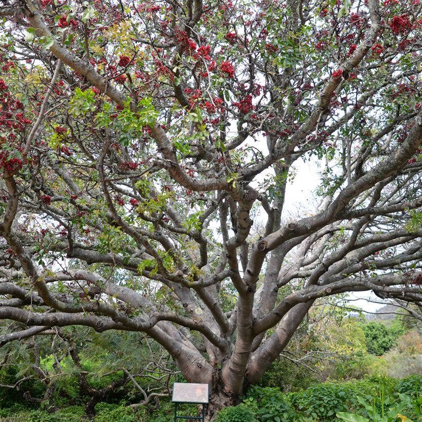 Schotia brachypetala - Haricot pleureur (Port)