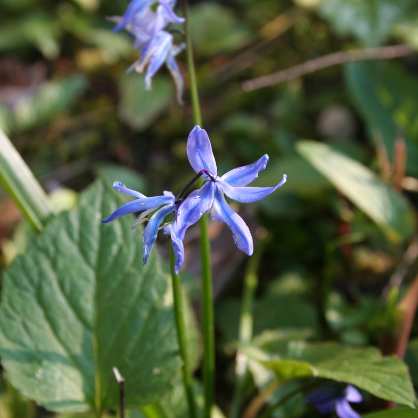 Scilla siberica - Scille de Sibérie (Flowering)