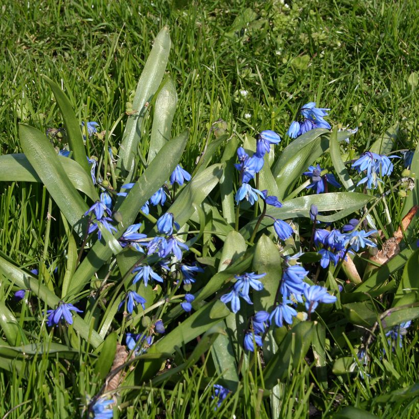 Scilla siberica - Scille de Sibérie (Plant habit)