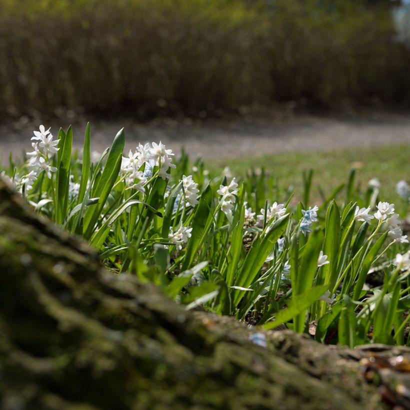 Scille de Sibérie - Scilla siberica Alba (Plant habit)