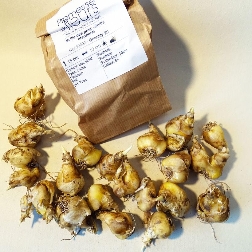 Example of Scille des prés - Scilla litardierei Bulbe calibre 6+ as you get