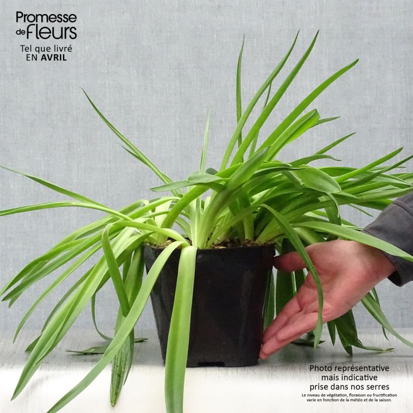Example of Scille du Pérou - Scilla peruviana Pot de 2L/3L as you get in printemps