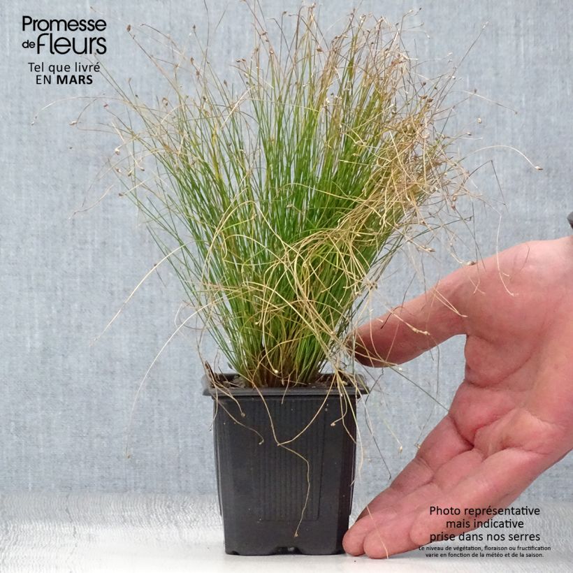 Spécimen de Scirpus cernuus - Souchet penché Godet de 7/8 cm tel que livré au printemps
