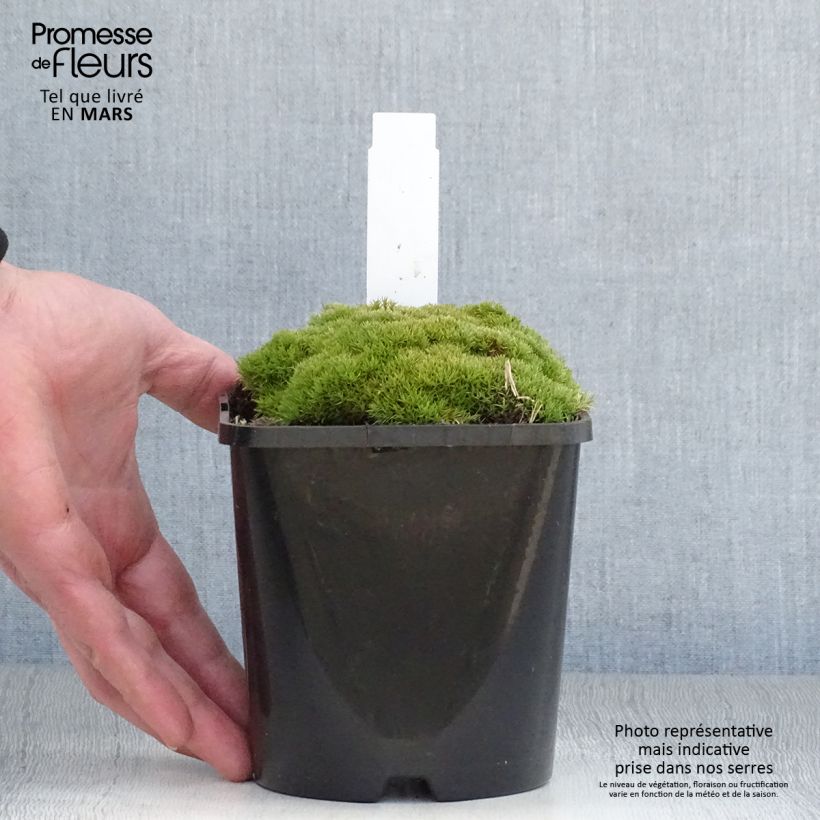 Spécimen de Scleranthus uniflorus - Scléranthe  Pot de 1,5L/2L tel que livré au printemps