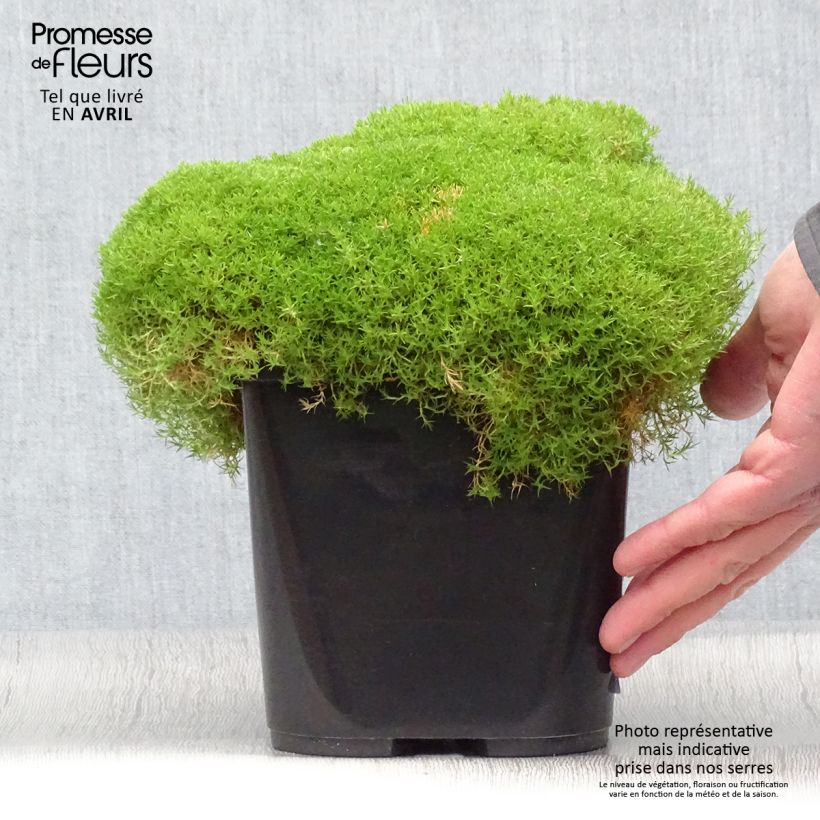 Spécimen de Scleranthus uniflorus - Scléranthe  Pot de 3L/4L tel que livré au printemps