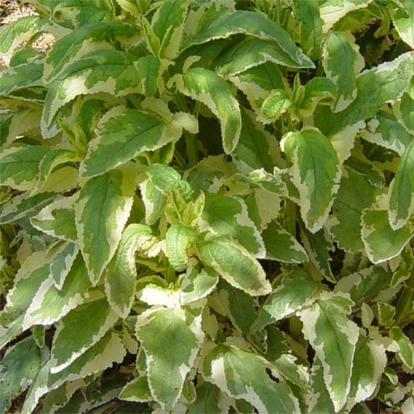 Scrophularia auriculata Variegata - Scrofulaire à oreillettes panachée (Foliage)