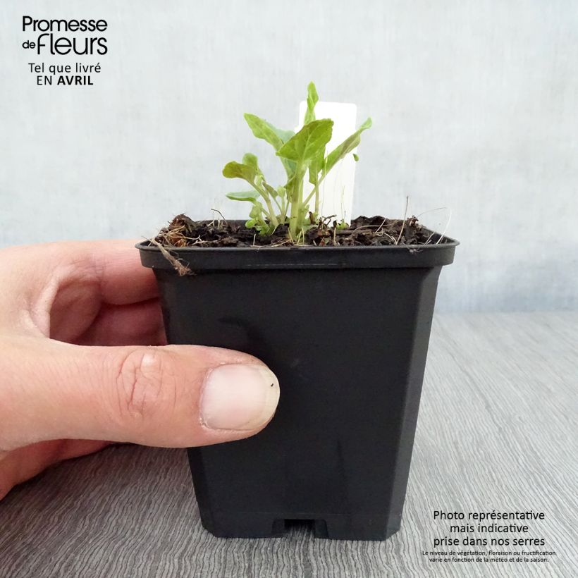 Example of Scutellaria Incana, Scutellaire Godet de 8/9 cm as you get in printemps