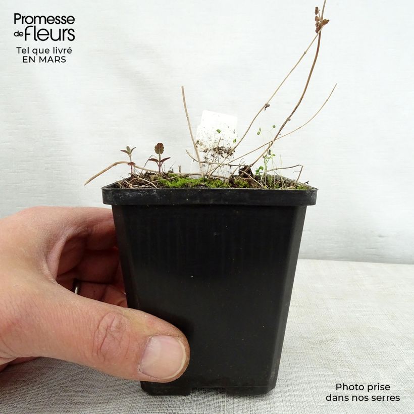 Example of Scutellaria scordiifolia - Scutellaire casquée Godet de 8/9 cm as you get in printemps