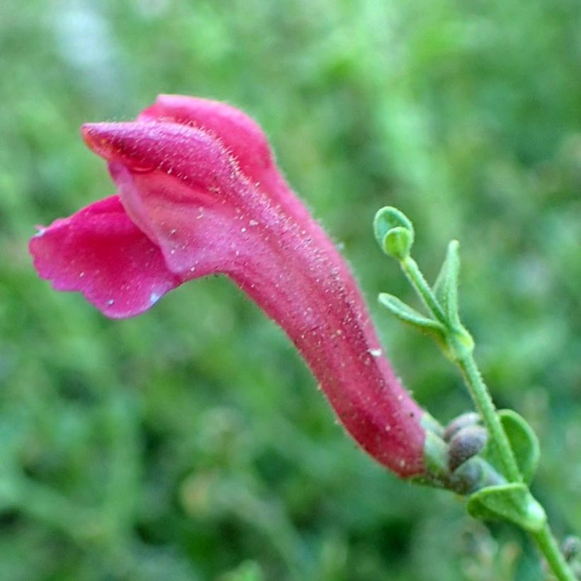 Scutellaria suffrutescens - Scutellaire (Flowering)