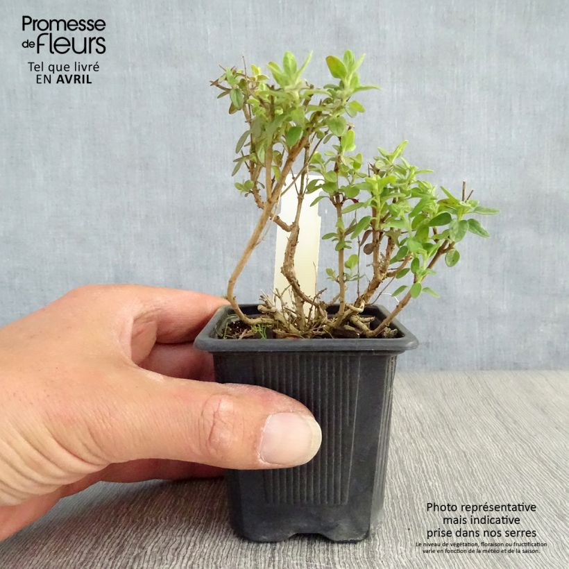 Example of Scutellaria suffrutescens - Scutellaire Godet de 8/9 cm as you get in printemps