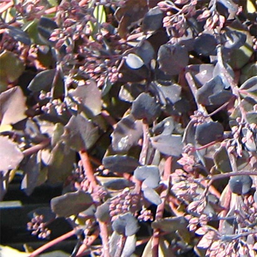 Sedum Bertram Anderson - Orpin (Foliage)