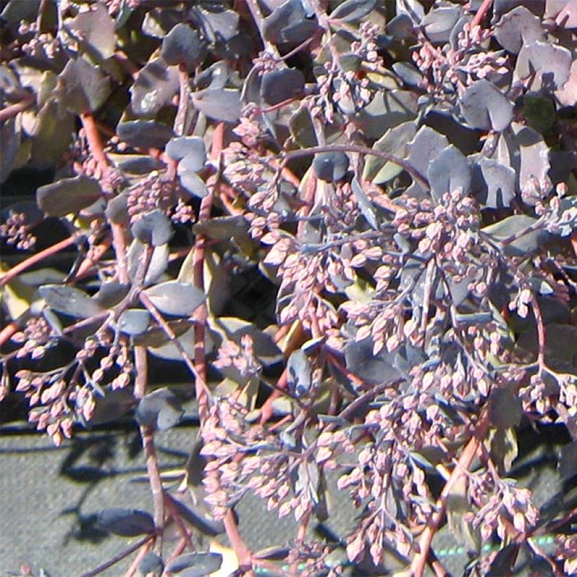 Sedum Bertram Anderson - Orpin (Flowering)