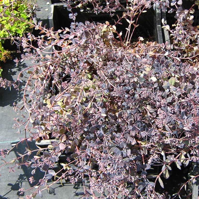 Sedum Bertram Anderson - Orpin (Plant habit)