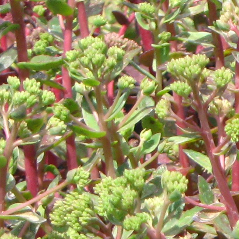 Sedum spectabile Carl - Orpin d'Automne (Foliage)