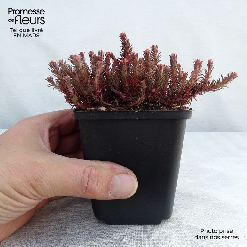 Example of Sedum Chocolate Ball - Orpin Godet de 8/9 cm as you get in printemps