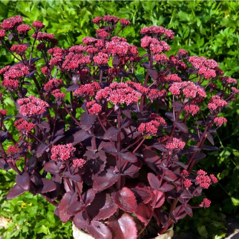 Sedum Chocolate Cherry - Orpin reprise (Plant habit)