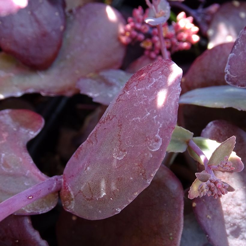 Sedum Chocolate Cherry - Orpin reprise (Foliage)