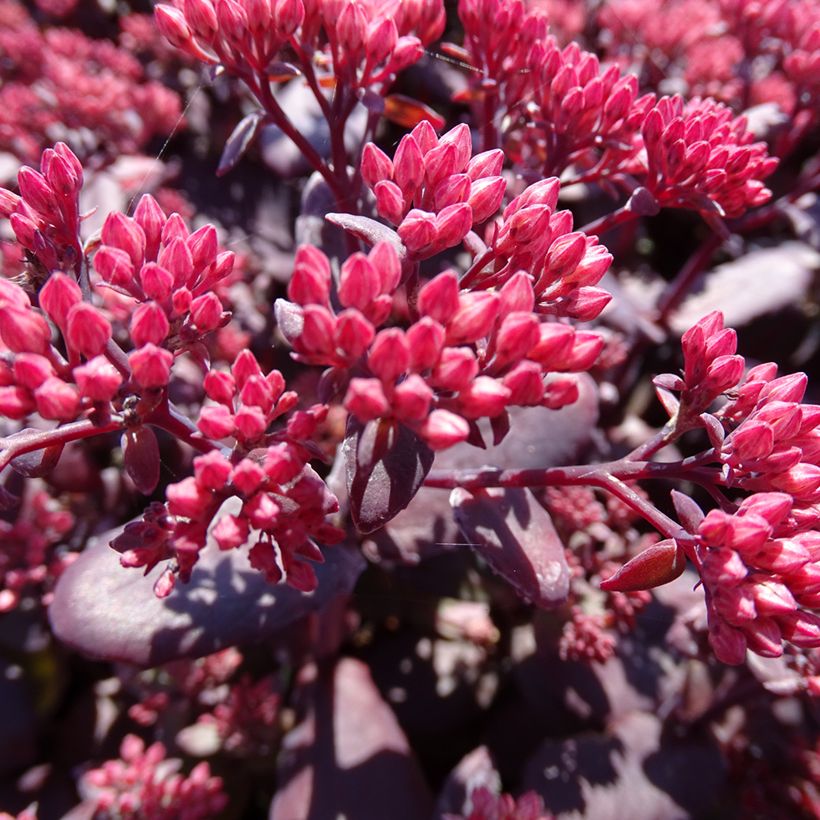 Sedum Chocolate Cherry - Orpin reprise (Flowering)