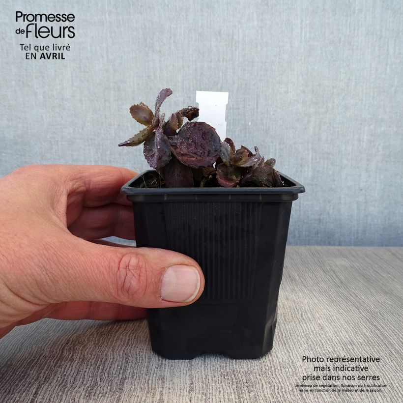 Example of Sedum Chocolate Cherry - Orpin reprise Godet de 8/9 cm as you get in printemps