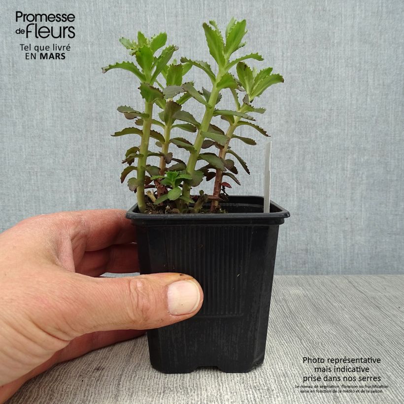 Spécimen de Sedum Double Martini - Orpin Godet de 8/9 cm tel que livré au printemps