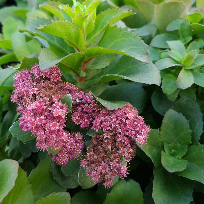 Sedum Double Martini - Orpin (Floraison)