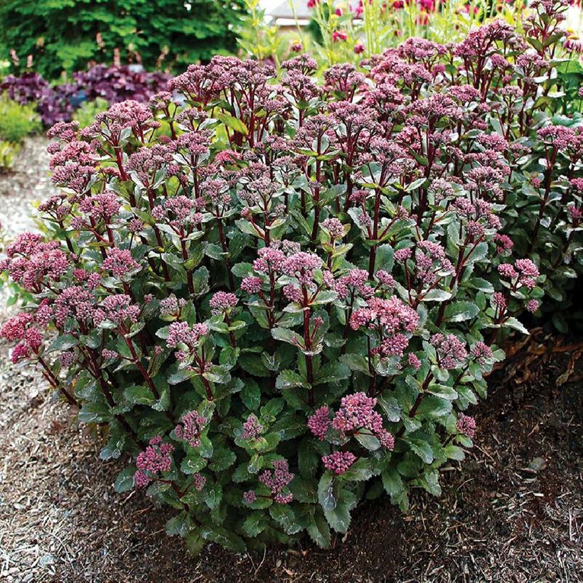 Sedum Double Martini - Orpin (Port)