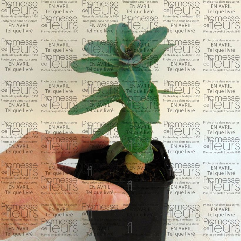 Exemple de spécimen de Sedum Eline - Orpin  Godet de 8/9 cm tel que livré