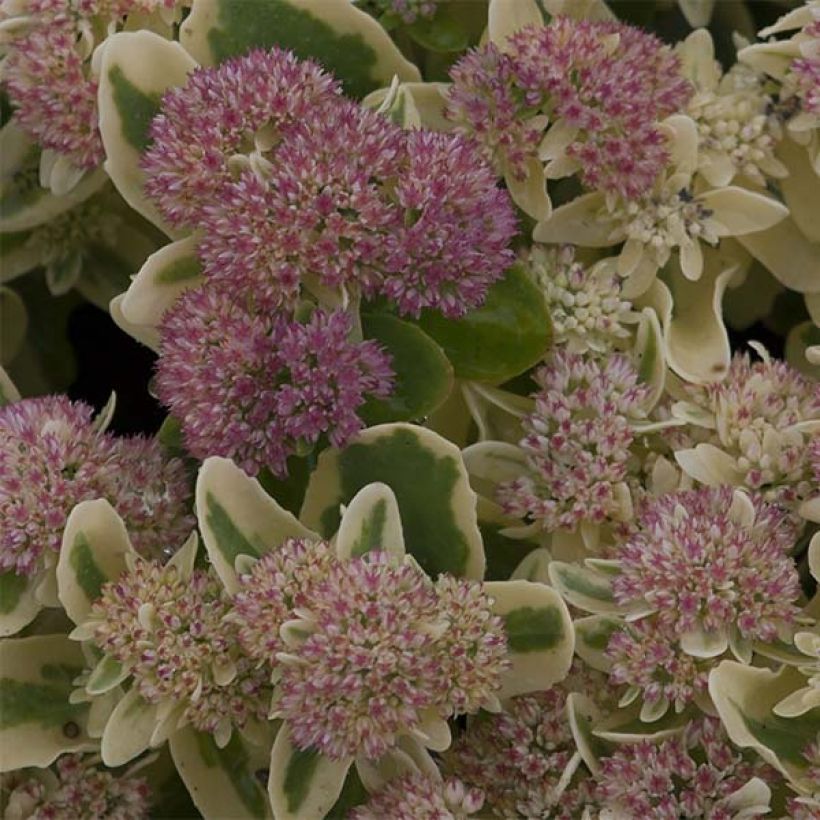 Sedum Frosted Fire - Orpin d'automne. (Flowering)