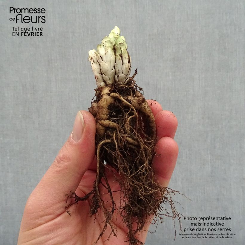 Example of Sedum Frosted Fire - Orpin d'automne. Racines nues, Qualité premium as you get in hiver