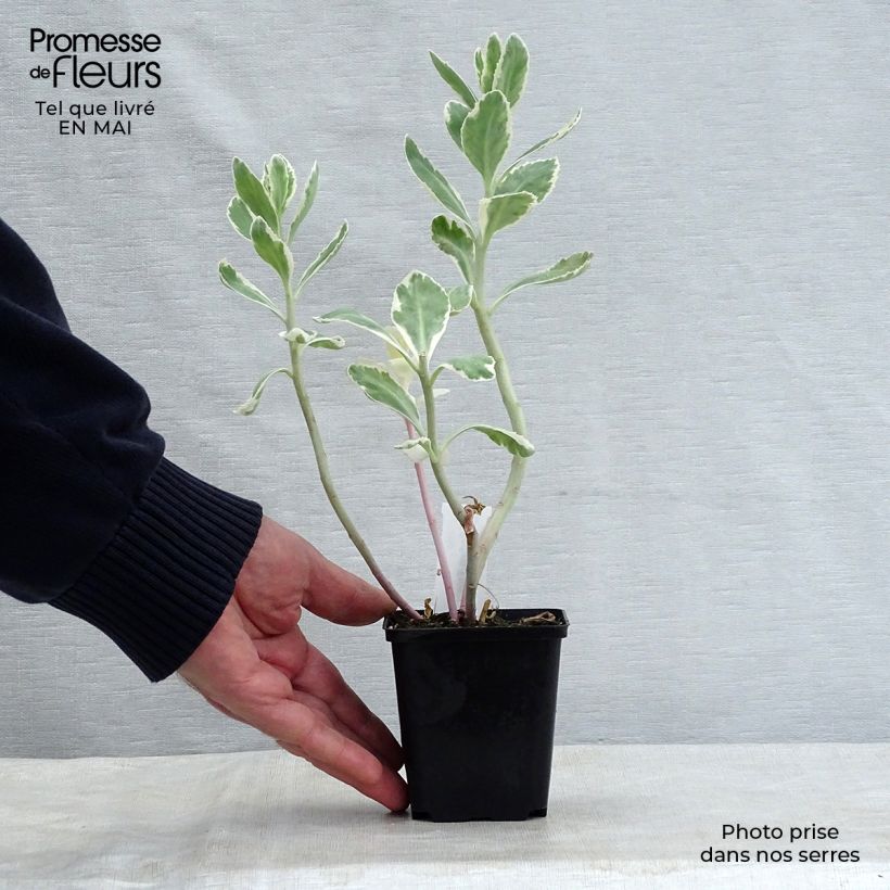 Example of Sedum Frosty Morn, Orpin Godet de 8/9 cm as you get in printemps