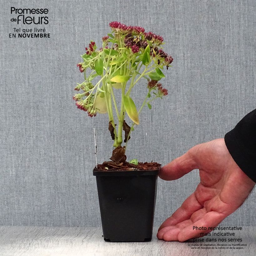 Spécimen de Sedum Herbstfreude ou Autumn Joy  Godet de 8/9 cm tel que livré en automne