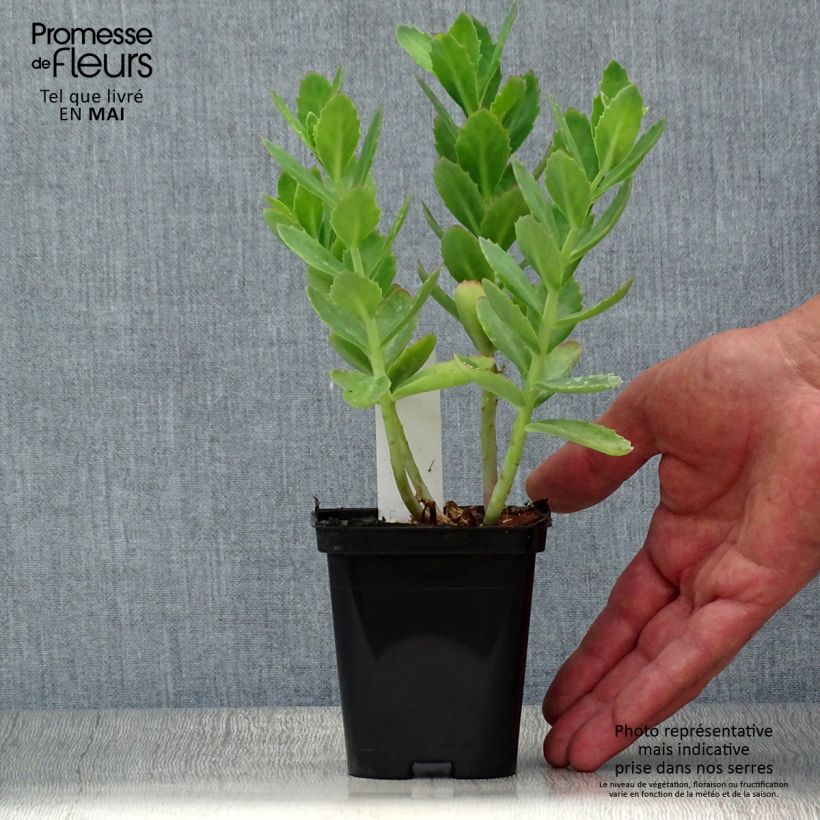 Example of Sedum Herbstfreude ou Autumn Joy  Godet de 8/9 cm as you get in printemps