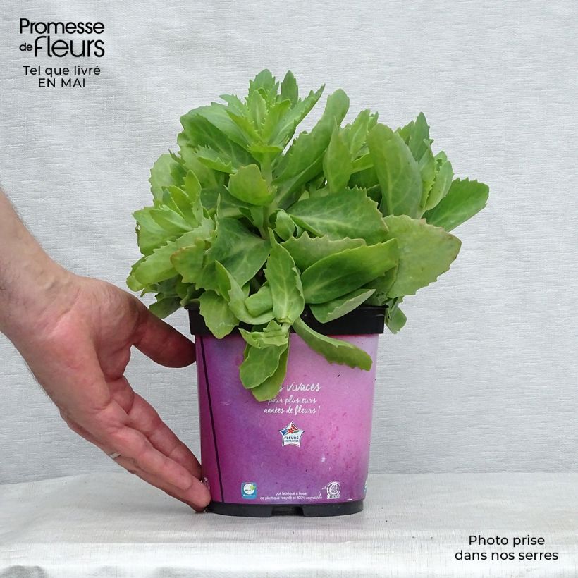 Example of Sedum Herbstfreude ou Autumn Joy  Pot de 2L/3L as you get in printemps