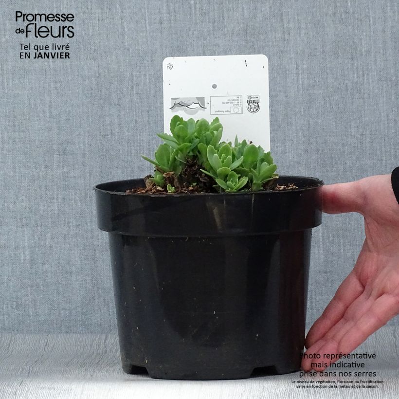 Example of Sedum Herbstfreude ou Autumn Joy  Pot de 3L/4L as you get in hiver