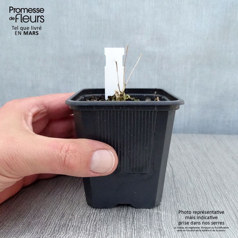 Example of Sedum (Hylotelephium) Thunderhead - Orpin d'automne Godet de 8/9 cm as you get in printemps